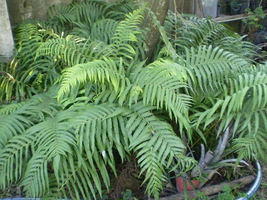 [Foto de planta, jardin, jardineria]