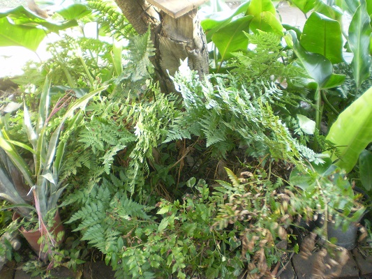 [Foto de planta, jardin, jardineria]