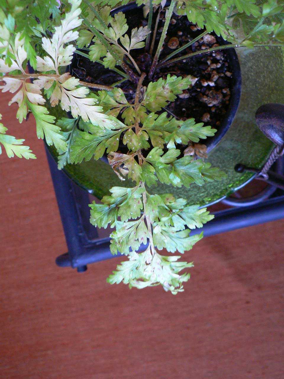 [Foto de planta, jardin, jardineria]