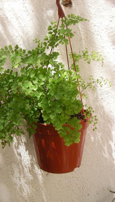 [Foto de planta, jardin, jardineria]