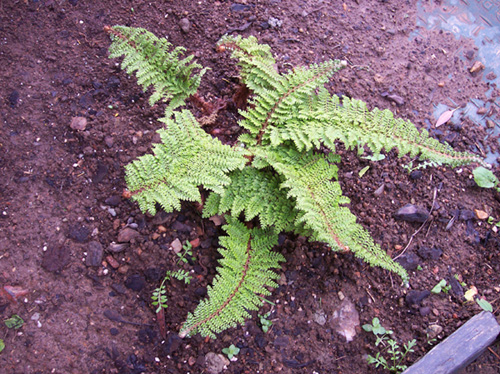 [Foto de planta, jardin, jardineria]