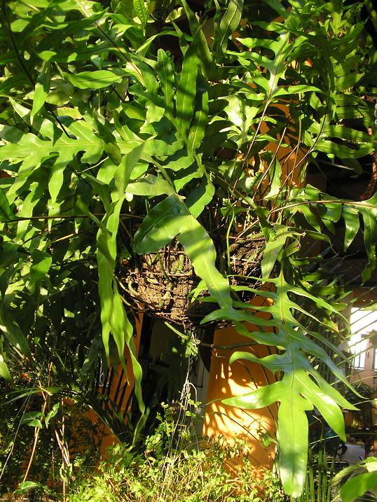 [Foto de planta, jardin, jardineria]