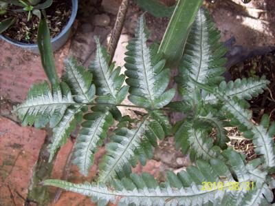 [Foto de planta, jardin, jardineria]