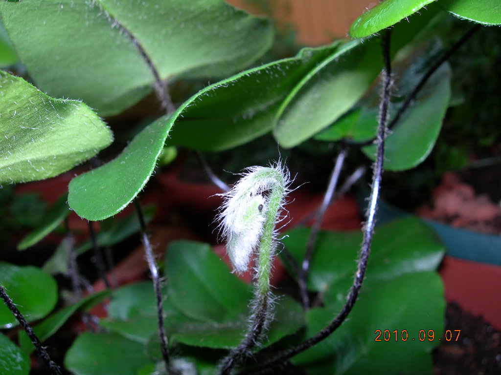 [Foto de planta, jardin, jardineria]