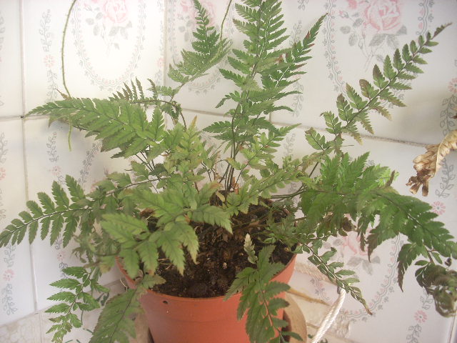[Foto de planta, jardin, jardineria]