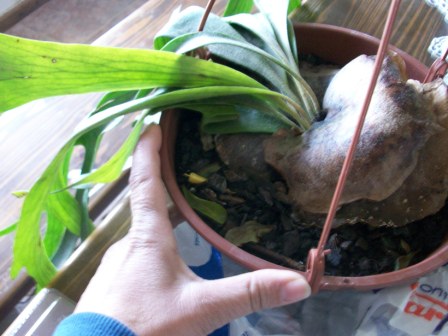[Foto de planta, jardin, jardineria]