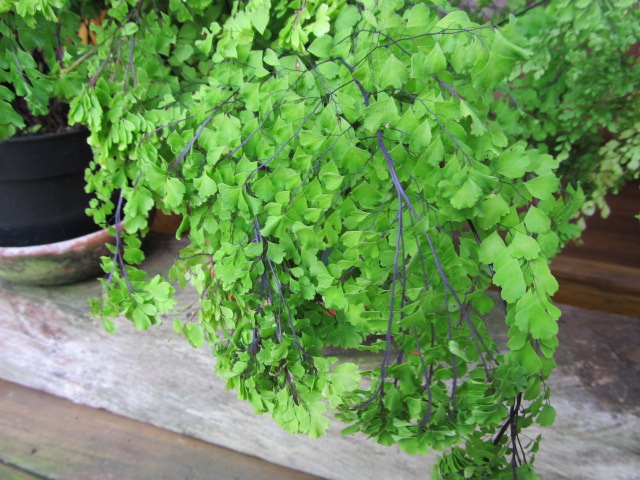 [Foto de planta, jardin, jardineria]