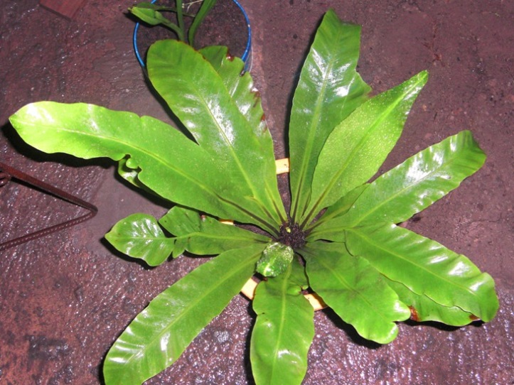 [Foto de planta, jardin, jardineria]