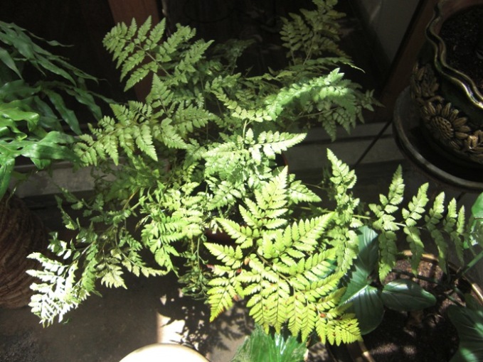 [Foto de planta, jardin, jardineria]