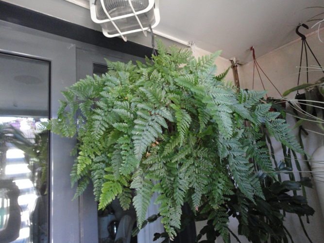 [Foto de planta, jardin, jardineria]