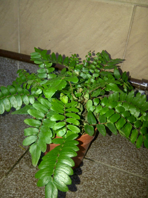[Foto de planta, jardin, jardineria]