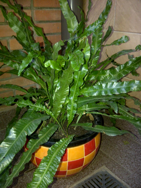 [Foto de planta, jardin, jardineria]