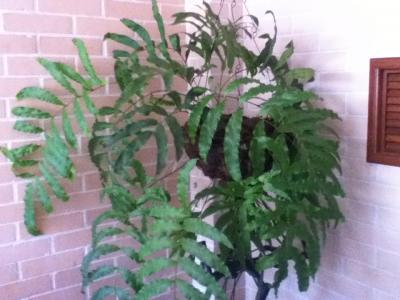 [Foto de planta, jardin, jardineria]