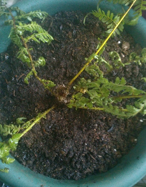 [Foto de planta, jardin, jardineria]
