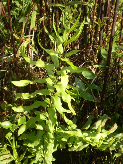 [Foto de planta, jardin, jardineria]
