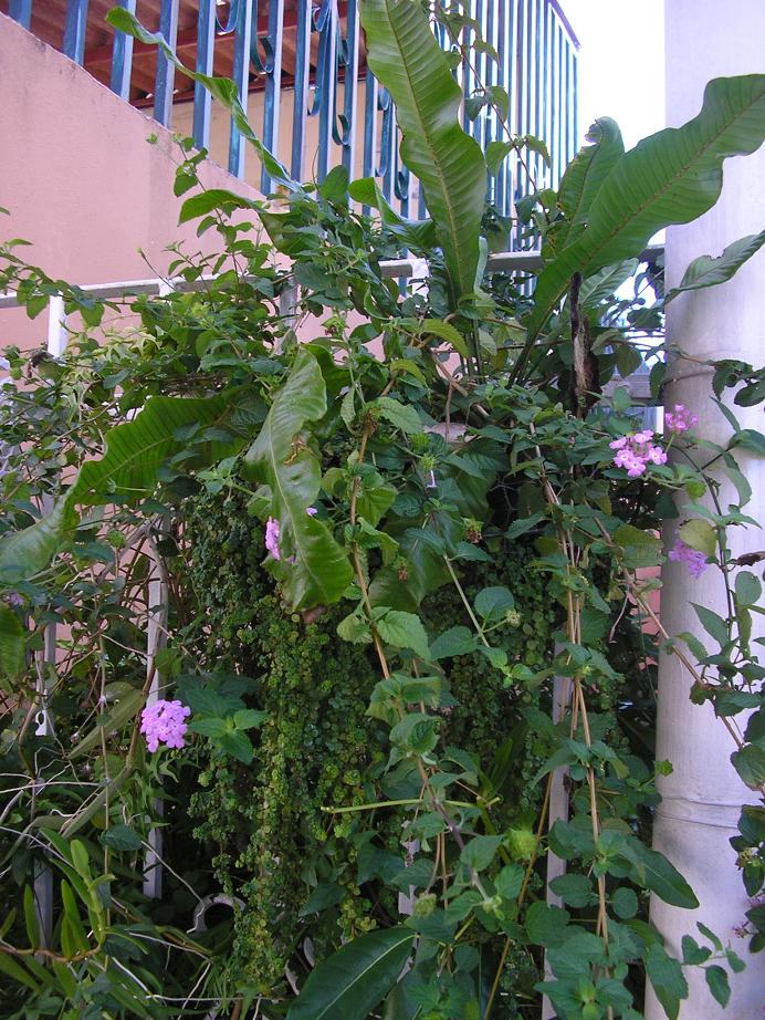 [Foto de planta, jardin, jardineria]