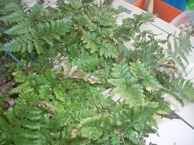 [Foto de planta, jardin, jardineria]