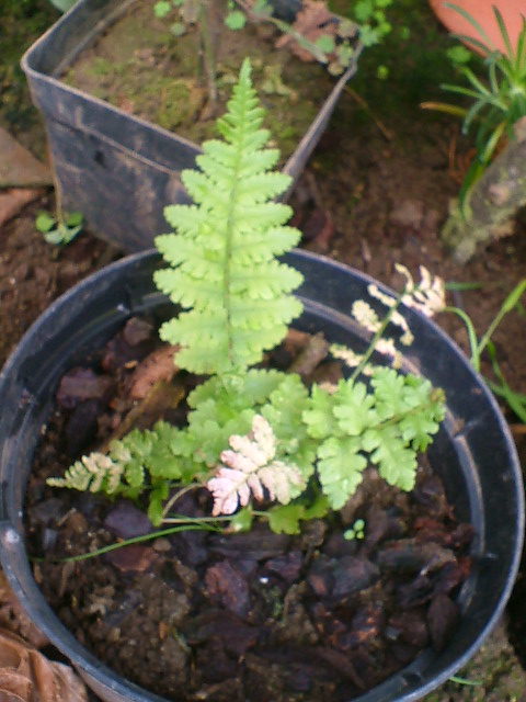 [Foto de planta, jardin, jardineria]