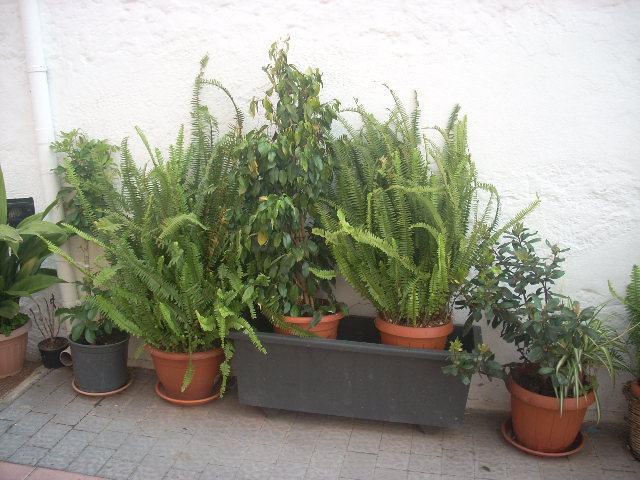 [Foto de planta, jardin, jardineria]