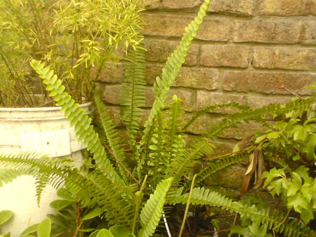 [Foto de planta, jardin, jardineria]