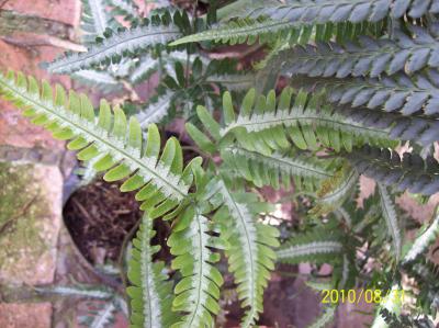 [Foto de planta, jardin, jardineria]