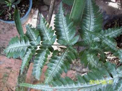 [Foto de planta, jardin, jardineria]