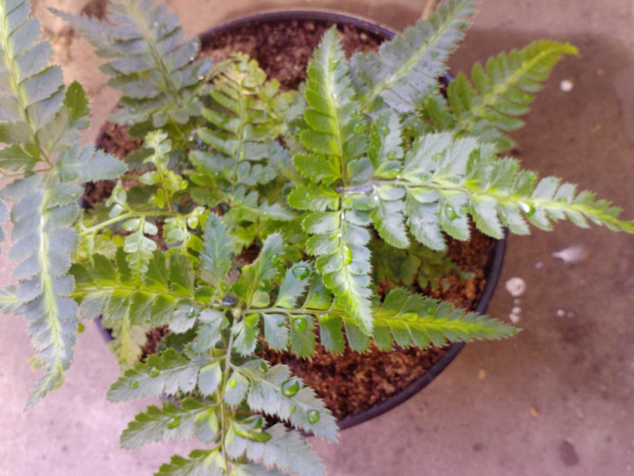 [Foto de planta, jardin, jardineria]