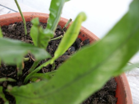 [Foto de planta, jardin, jardineria]