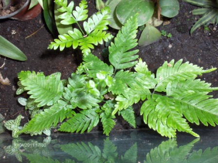 [Foto de planta, jardin, jardineria]