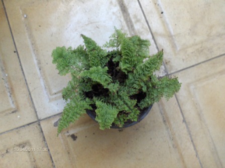 [Foto de planta, jardin, jardineria]