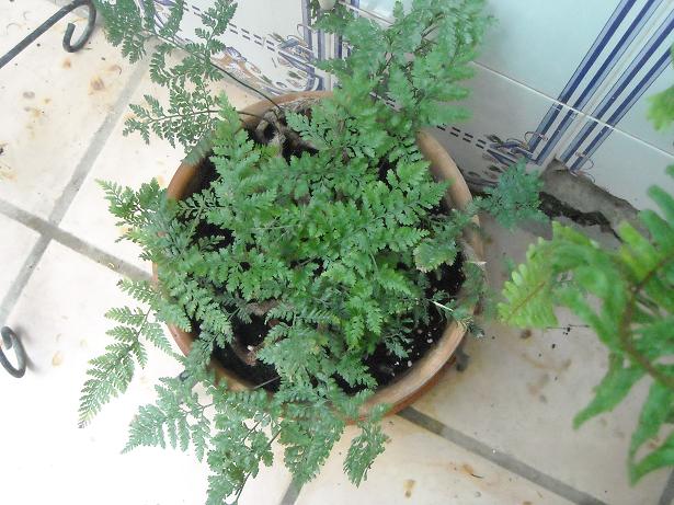 [Foto de planta, jardin, jardineria]