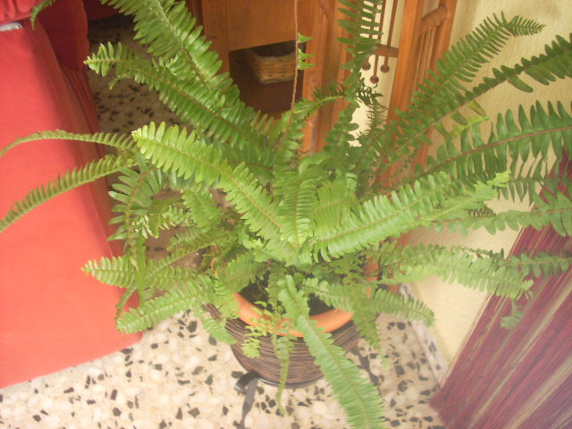 [Foto de planta, jardin, jardineria]