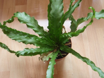 [Foto de planta, jardin, jardineria]
