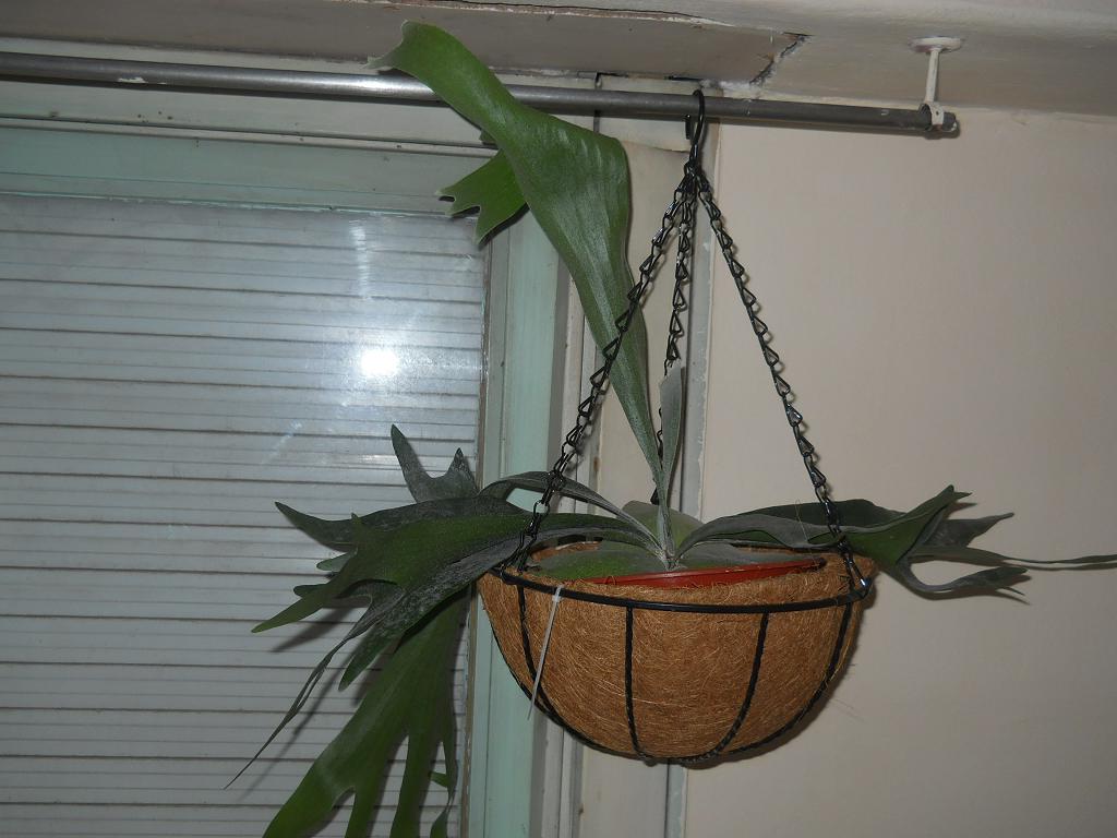 [Foto de planta, jardin, jardineria]