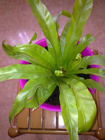 [Foto de planta, jardin, jardineria]