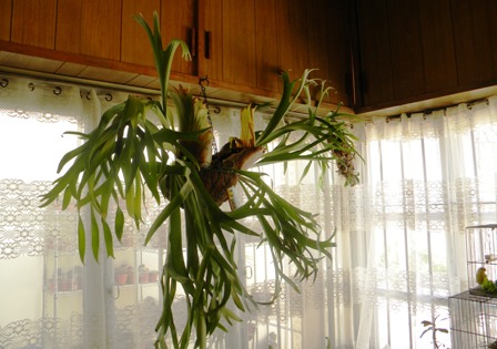 [Foto de planta, jardin, jardineria]