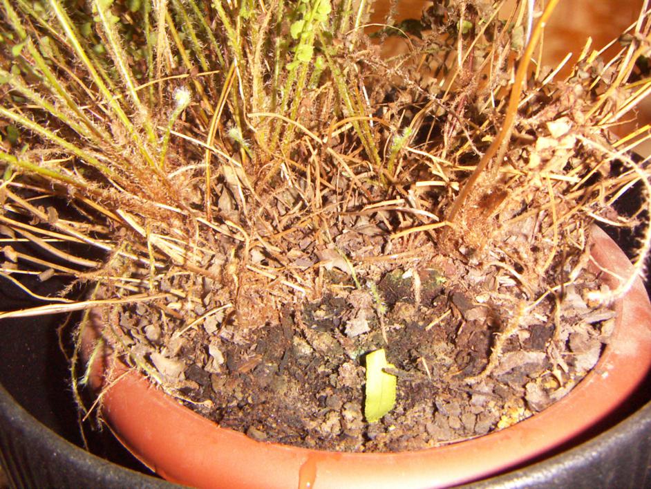 [Foto de planta, jardin, jardineria]