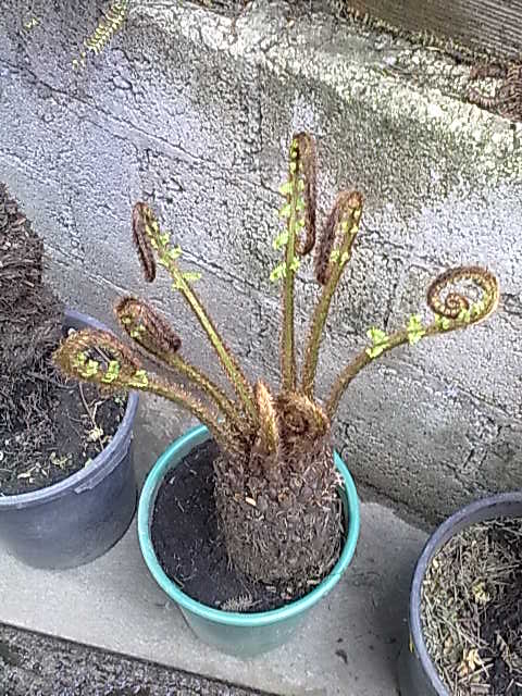 [Foto de planta, jardin, jardineria]