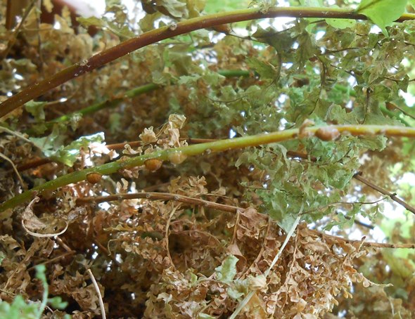 [Foto de planta, jardin, jardineria]