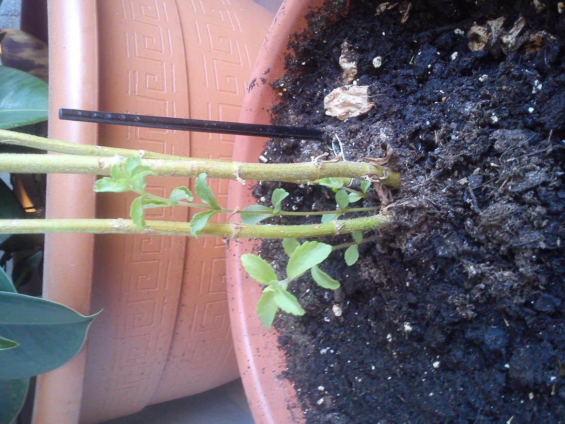 [Foto de planta, jardin, jardineria]