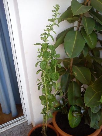[Foto de planta, jardin, jardineria]