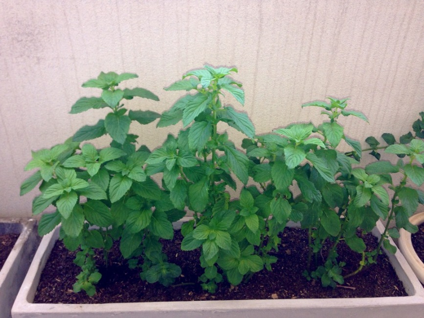 [Foto de planta, jardin, jardineria]