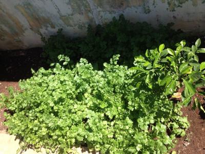 [Foto de planta, jardin, jardineria]