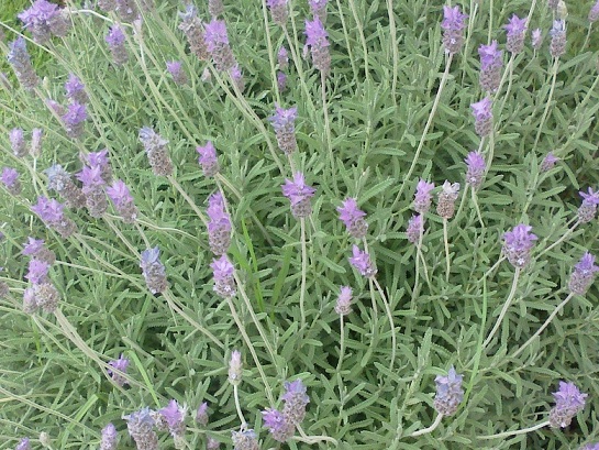 [Foto de planta, jardin, jardineria]