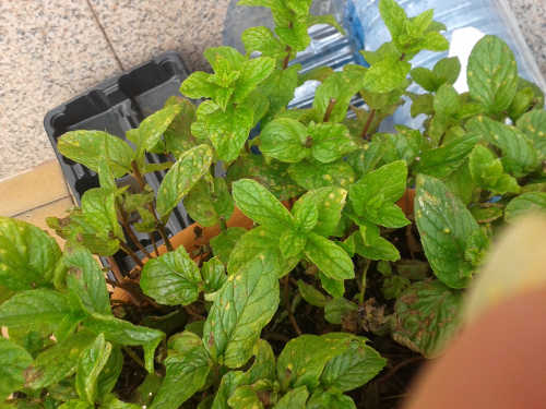 [Foto de planta, jardin, jardineria]