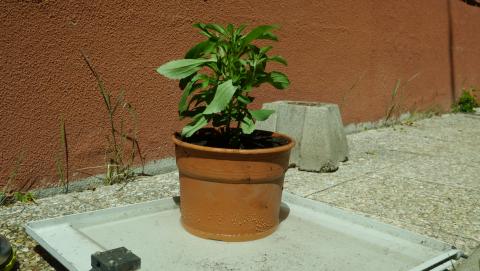 [Foto de planta, jardin, jardineria]
