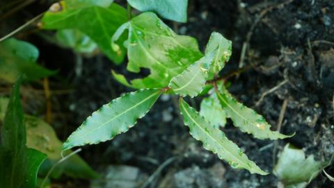 [Foto de planta, jardin, jardineria]