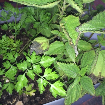 [Foto de planta, jardin, jardineria]