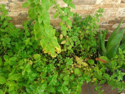 [Foto de planta, jardin, jardineria]
