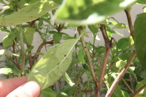 [Foto de planta, jardin, jardineria]